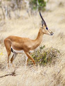 SerengetiKenya -Tanzania