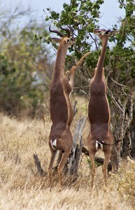 Tanzania