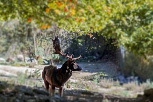 Parco di Donnortei (Fonni)